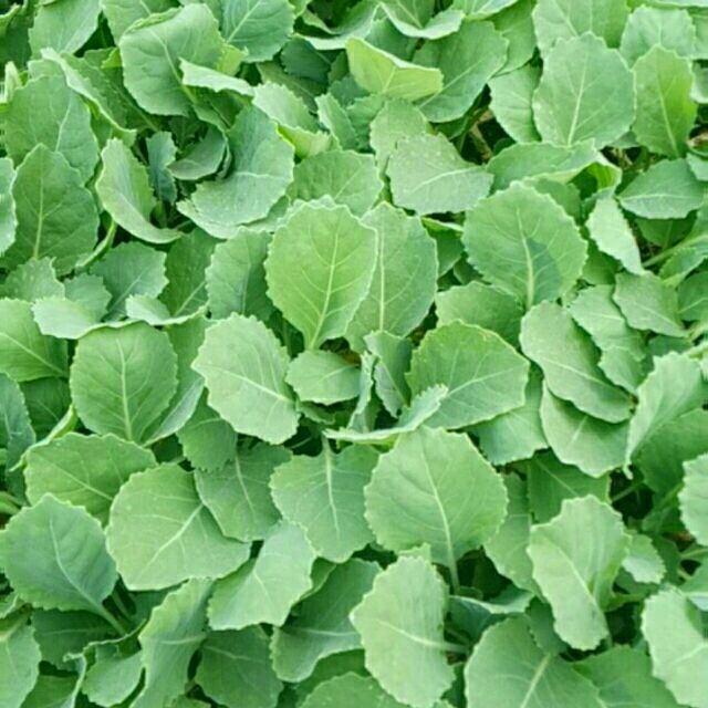 【包菜苗批发】卷心菜苗 价格0.15元/株 3000株起批