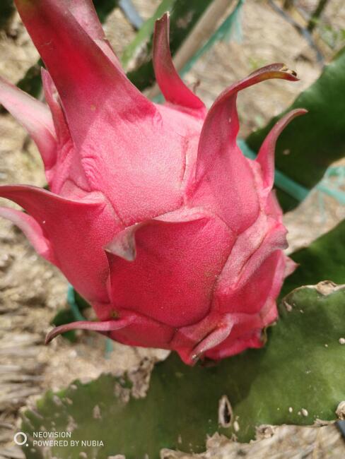 台湾二号火龙果 大(7两以上)