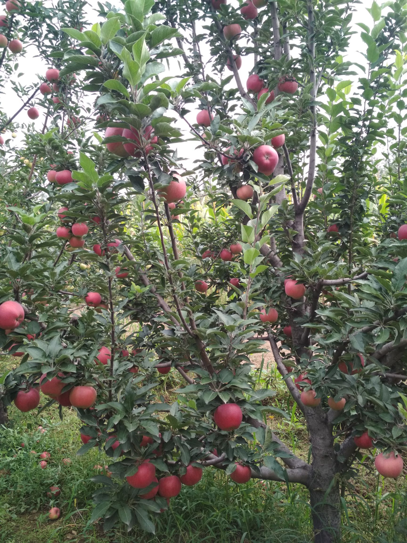 山西晋中市榆次区红星苹果最新产地行情趋势|