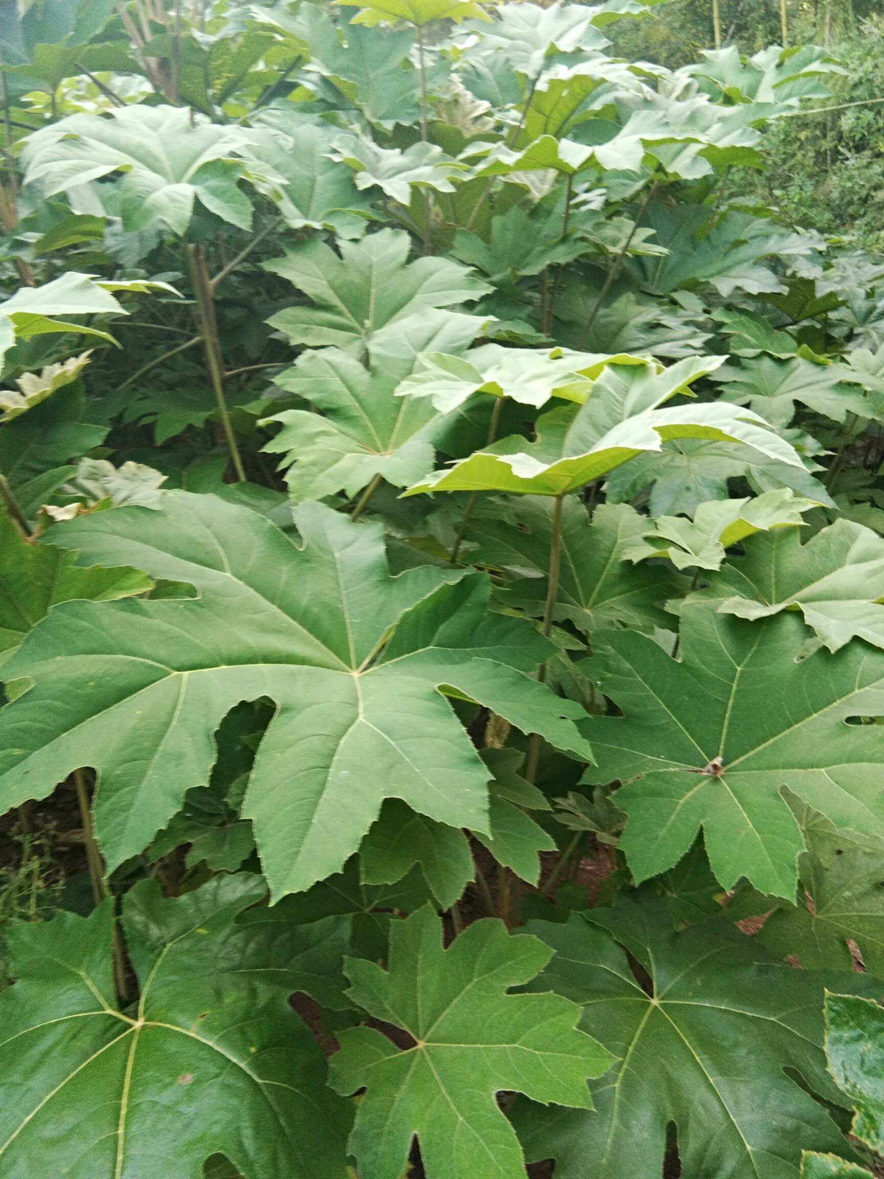 通心草 大苗,一次投资,终生回报.