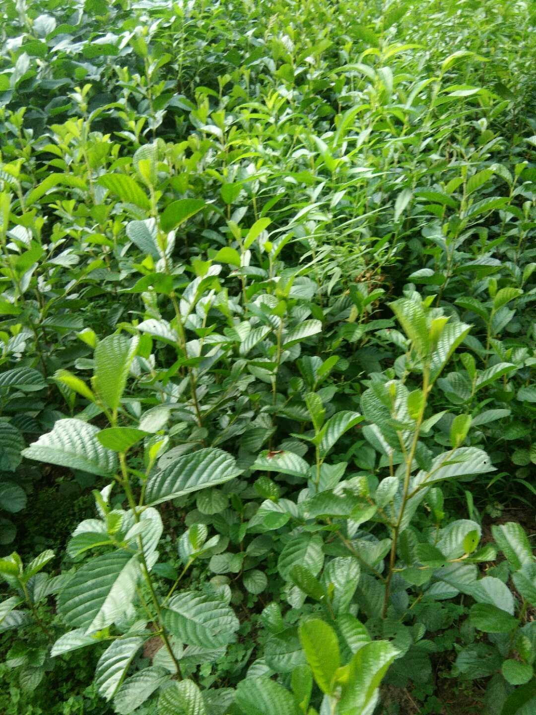 红桤木 基地培育 现挖保湿发货 苗 保证成活率