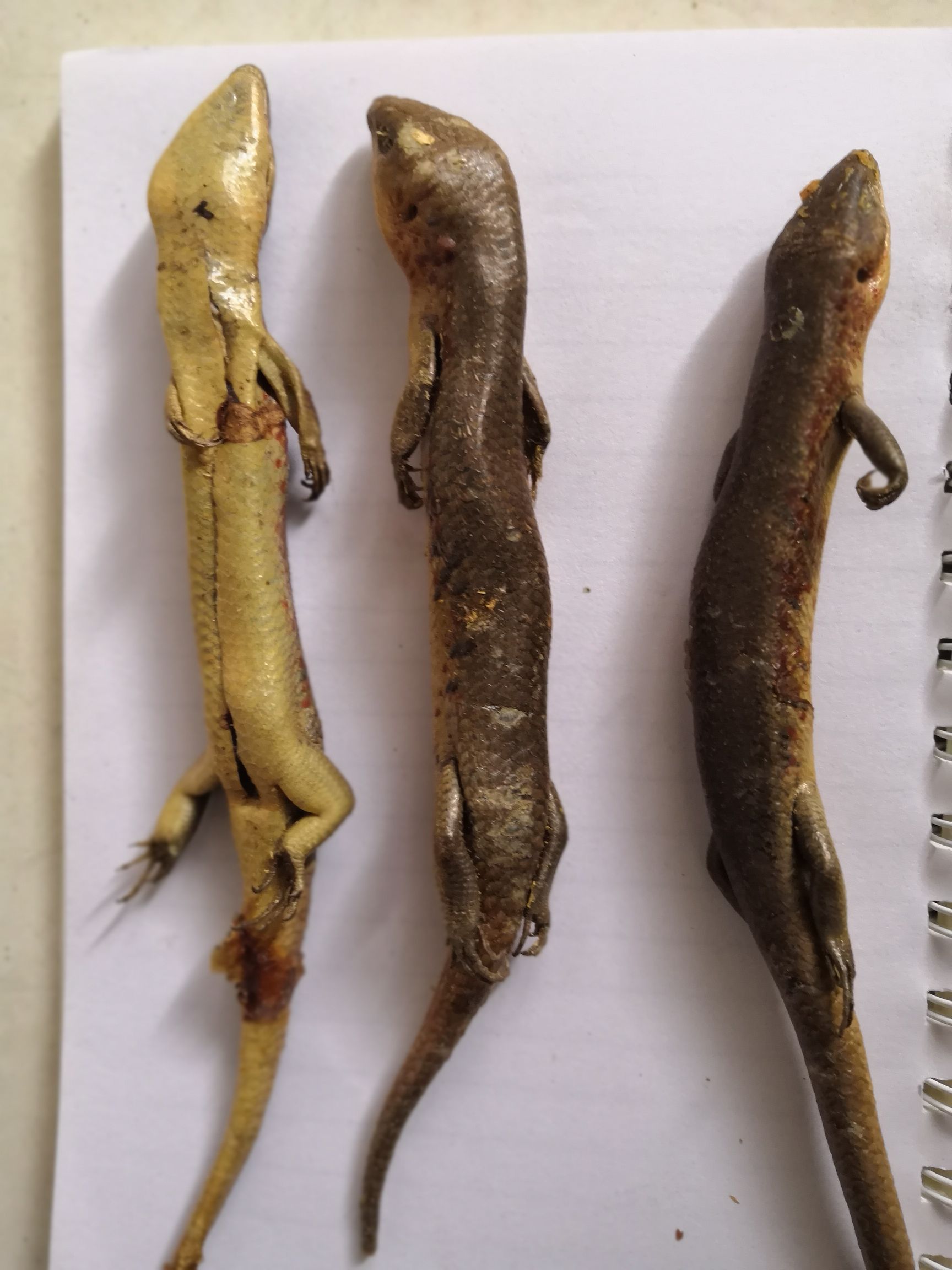 【四脚蛇批发】四脚蛇 价格22元\/条 1条起批