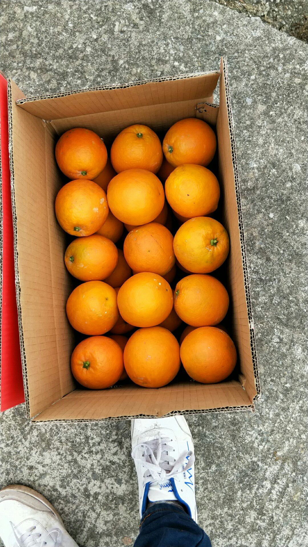 【预售】福本脐橙 75 - 80mm 4-8两