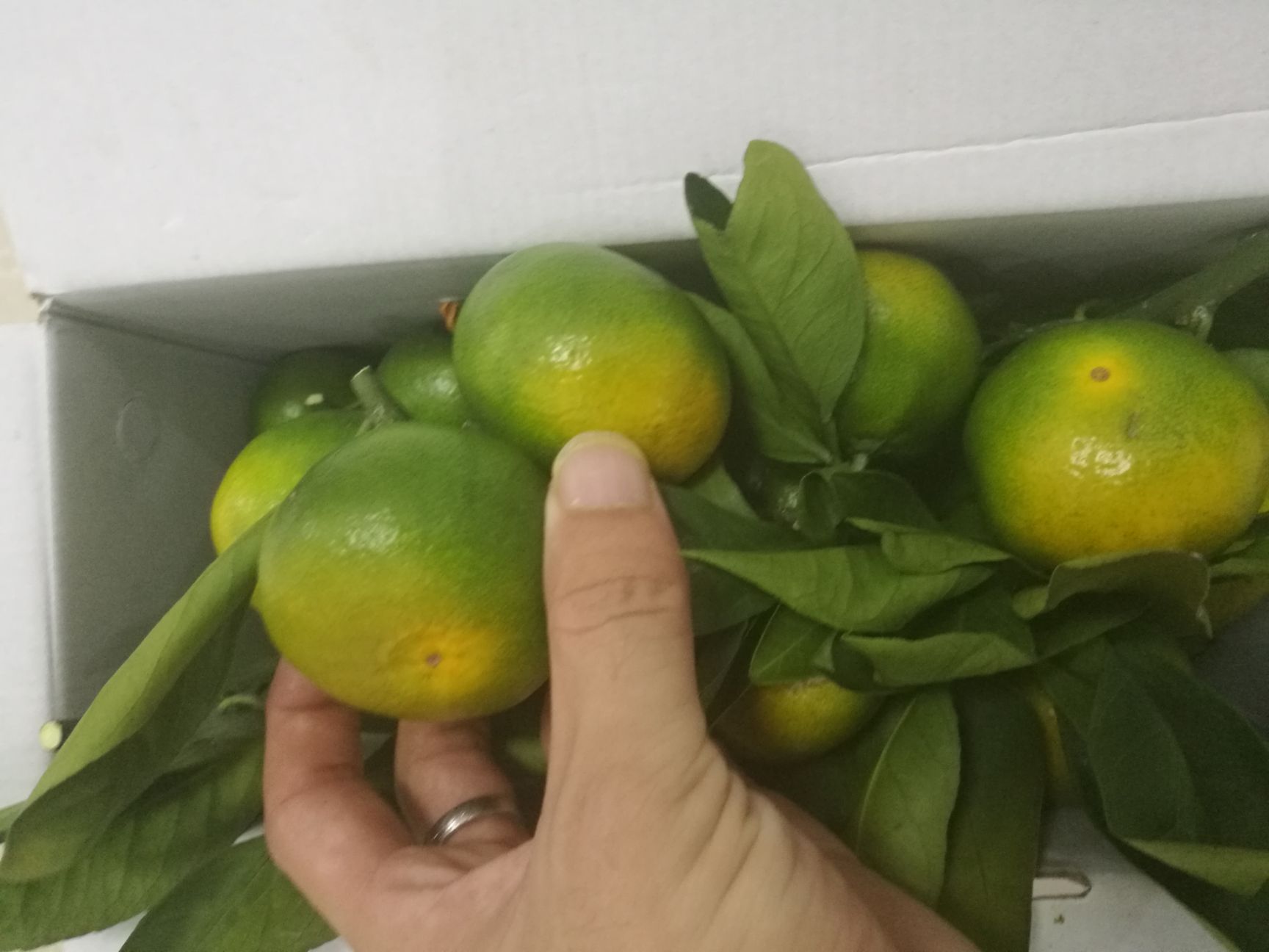 由良柑橘苗 嫁接苗 0.5~1米