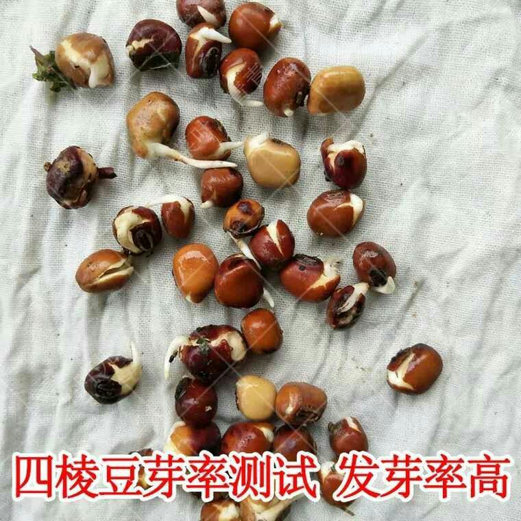 四棱豆种子