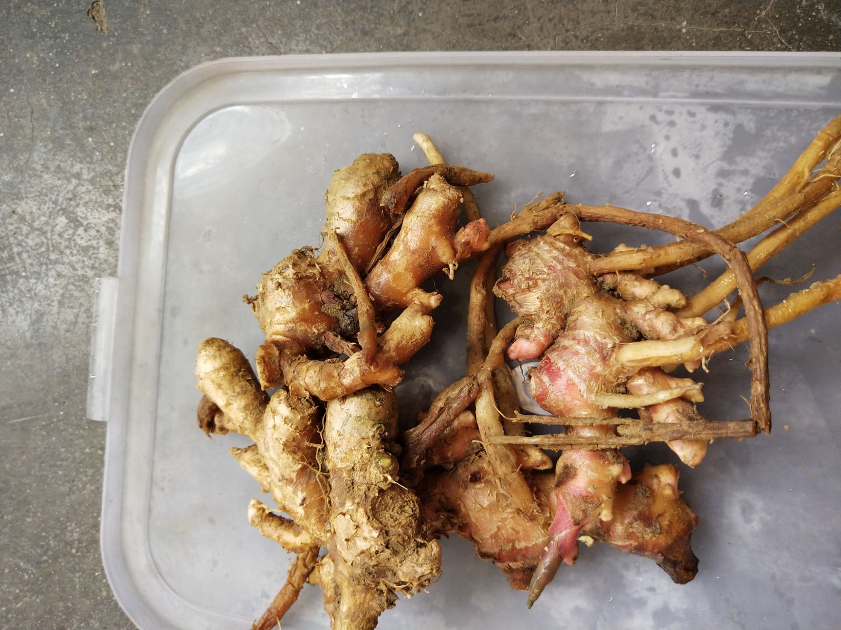 风姜 带土 2两以上