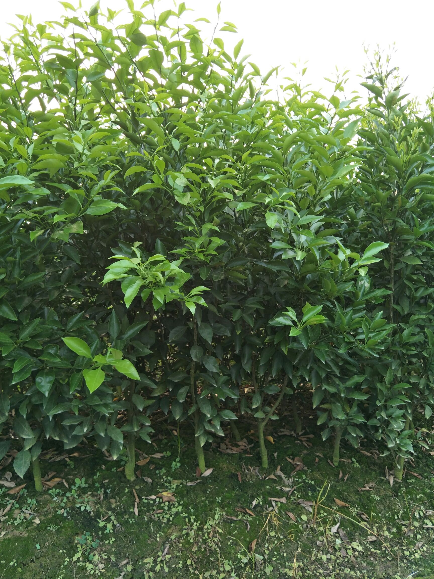 四川眉山市青神县耙耙柑最新产地行情趋势|产