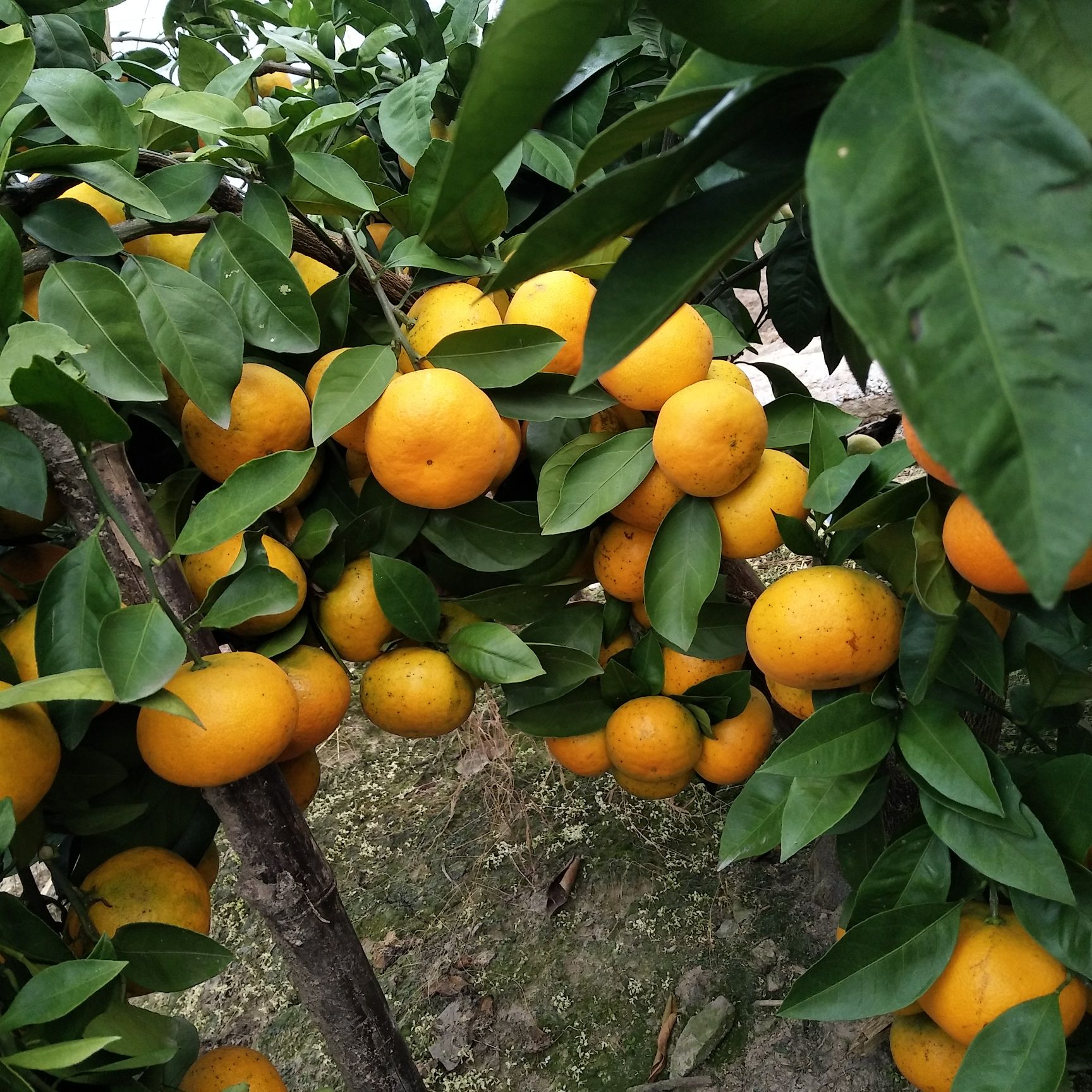 明日见柑橘苗 嫁接苗 1~1.5米