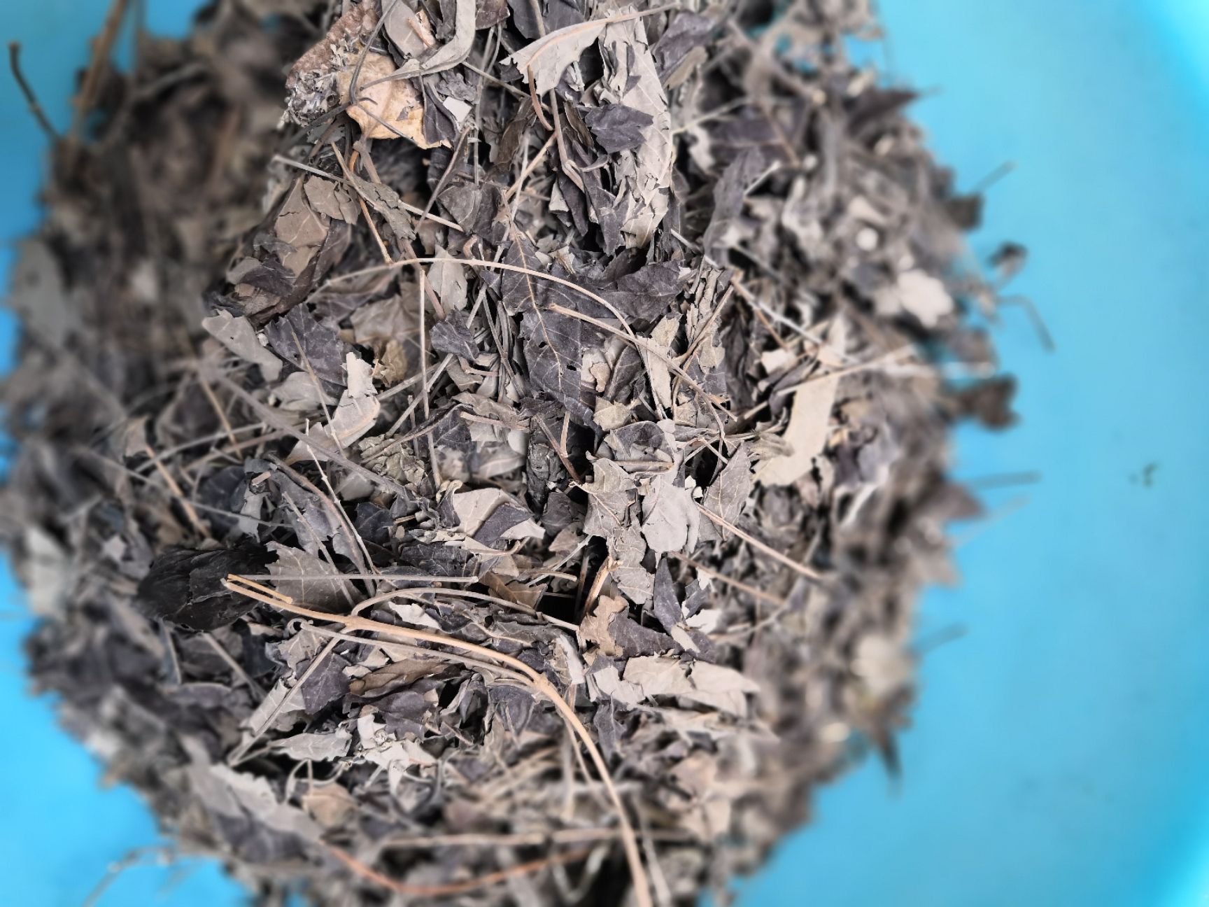 【木豆叶批发】木豆叶 价格10元\/斤 1斤起批