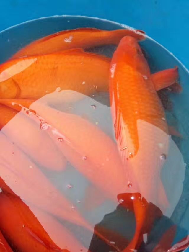 红鲤鱼 人工养殖 0.05公斤