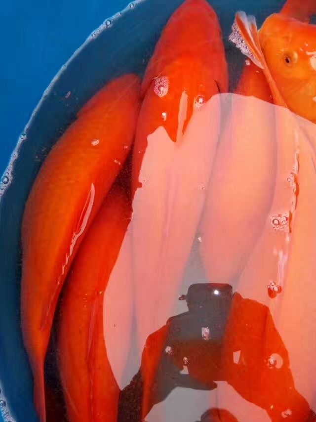 红鲤鱼 人工养殖 0.05公斤