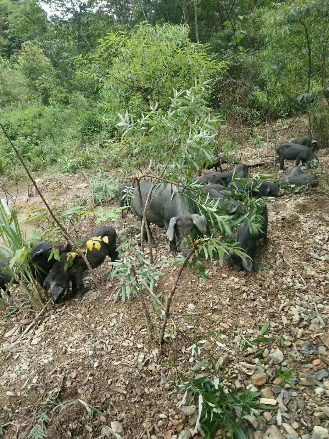 环江香猪60斤以上