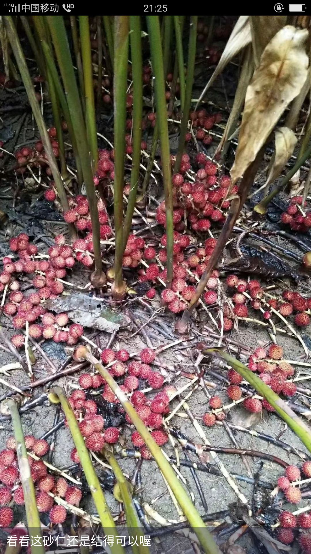 功效作用春砂仁为姜科植物阳春砂的果实,主产中国广东阳春.