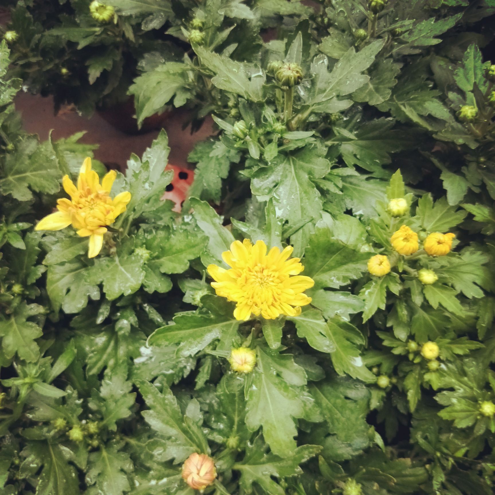 黄金菊