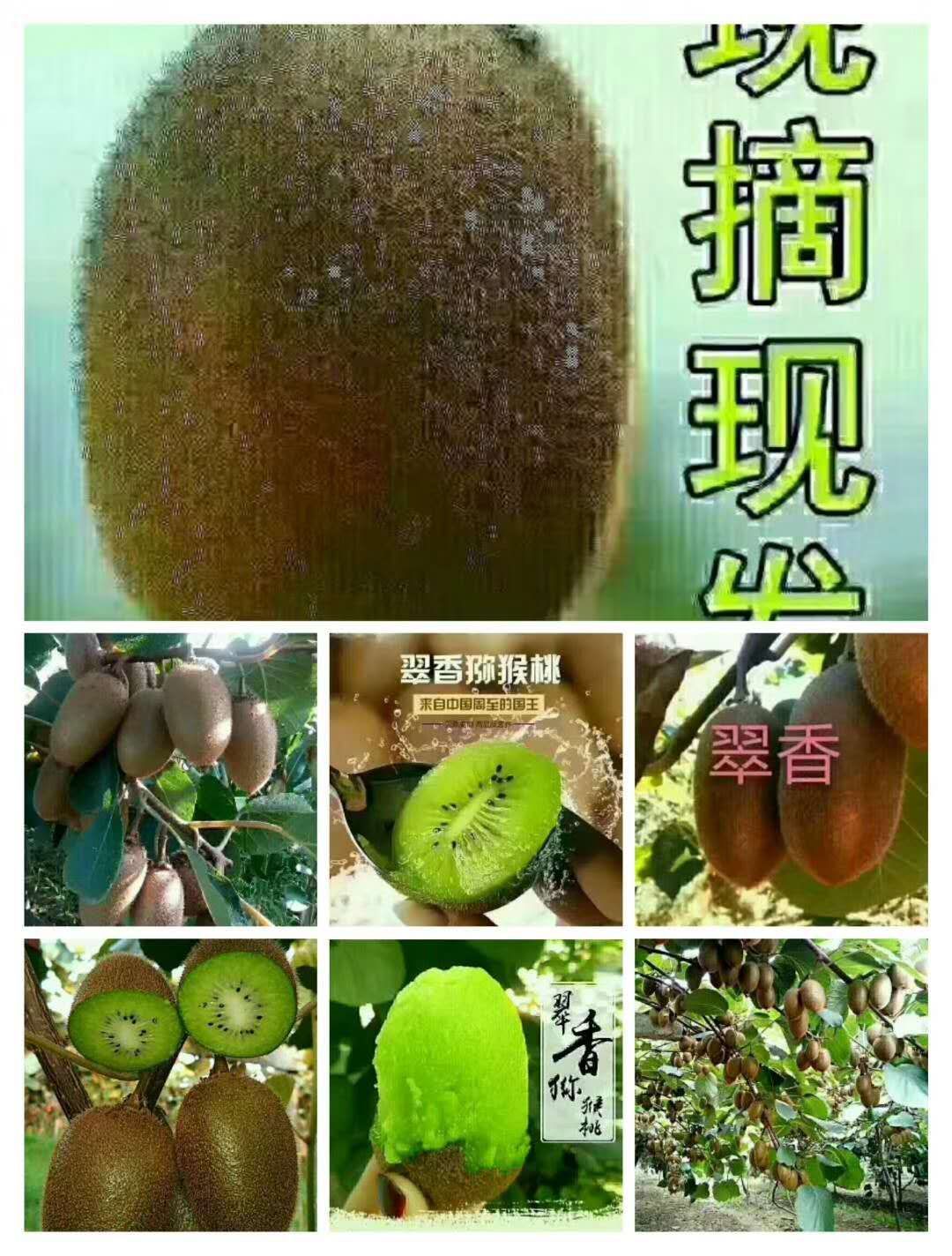翠香猕猴桃 100~120克 约10.0斤/箱
