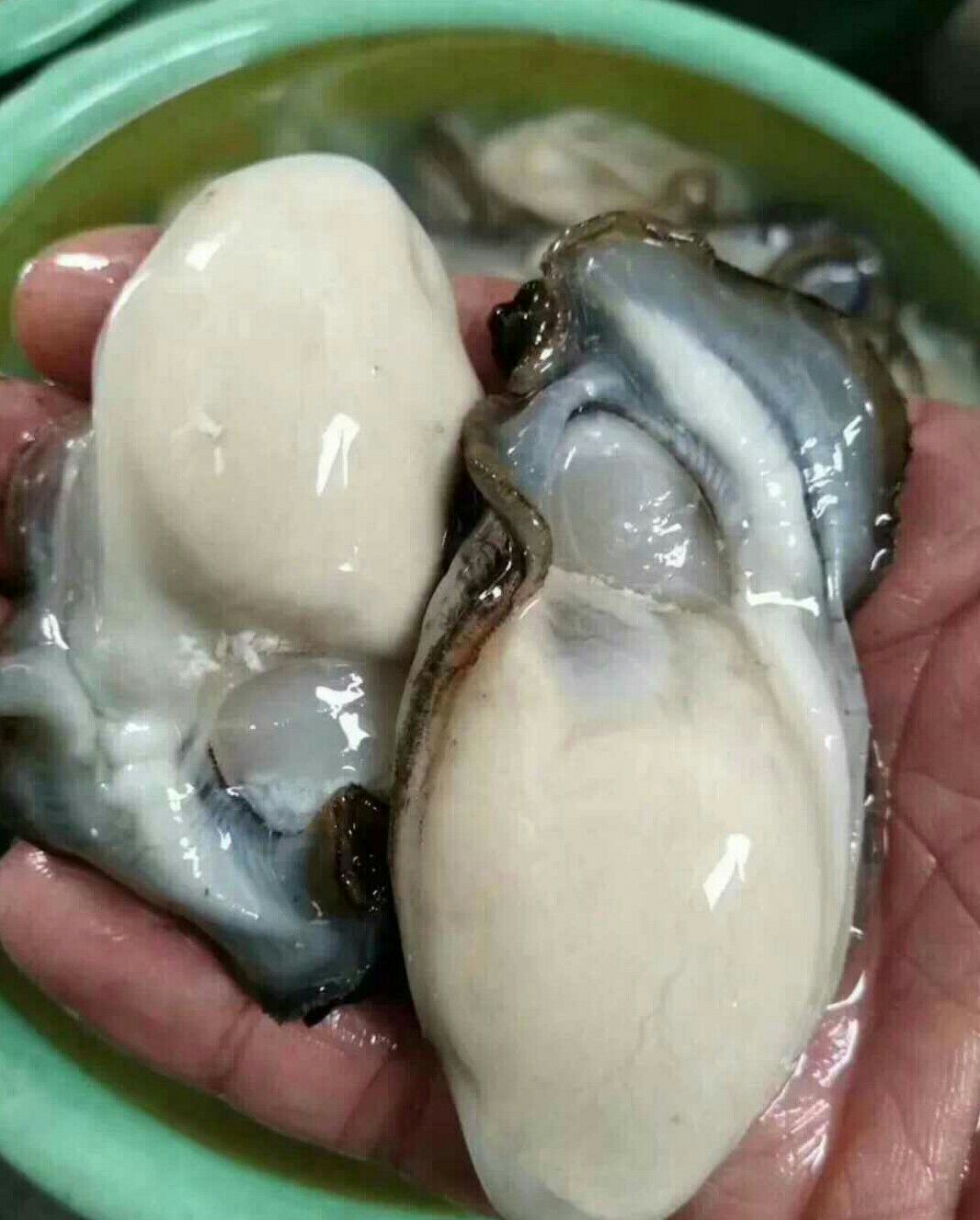 井州牡蛎 人工殖养 2-3两\/只