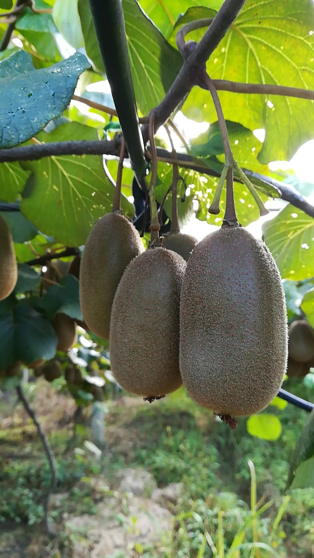 野生猕猴桃 60~100克