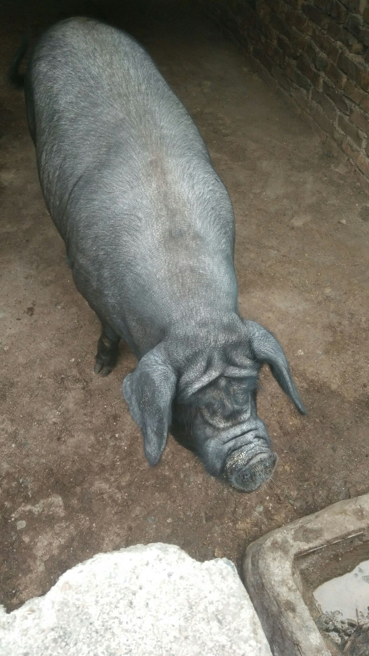 200～300斤的黑猪