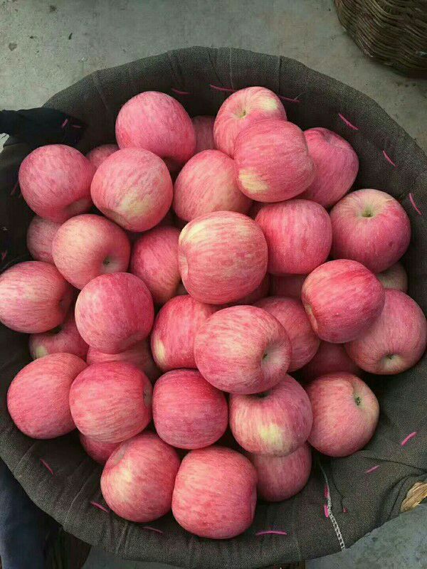 山西晋中市祁县红星苹果最新产地行情趋势|产