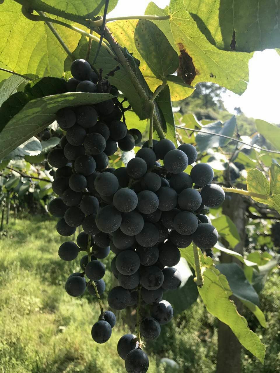 珍珠葡萄 10%以下 1次果 0.4-0.6斤