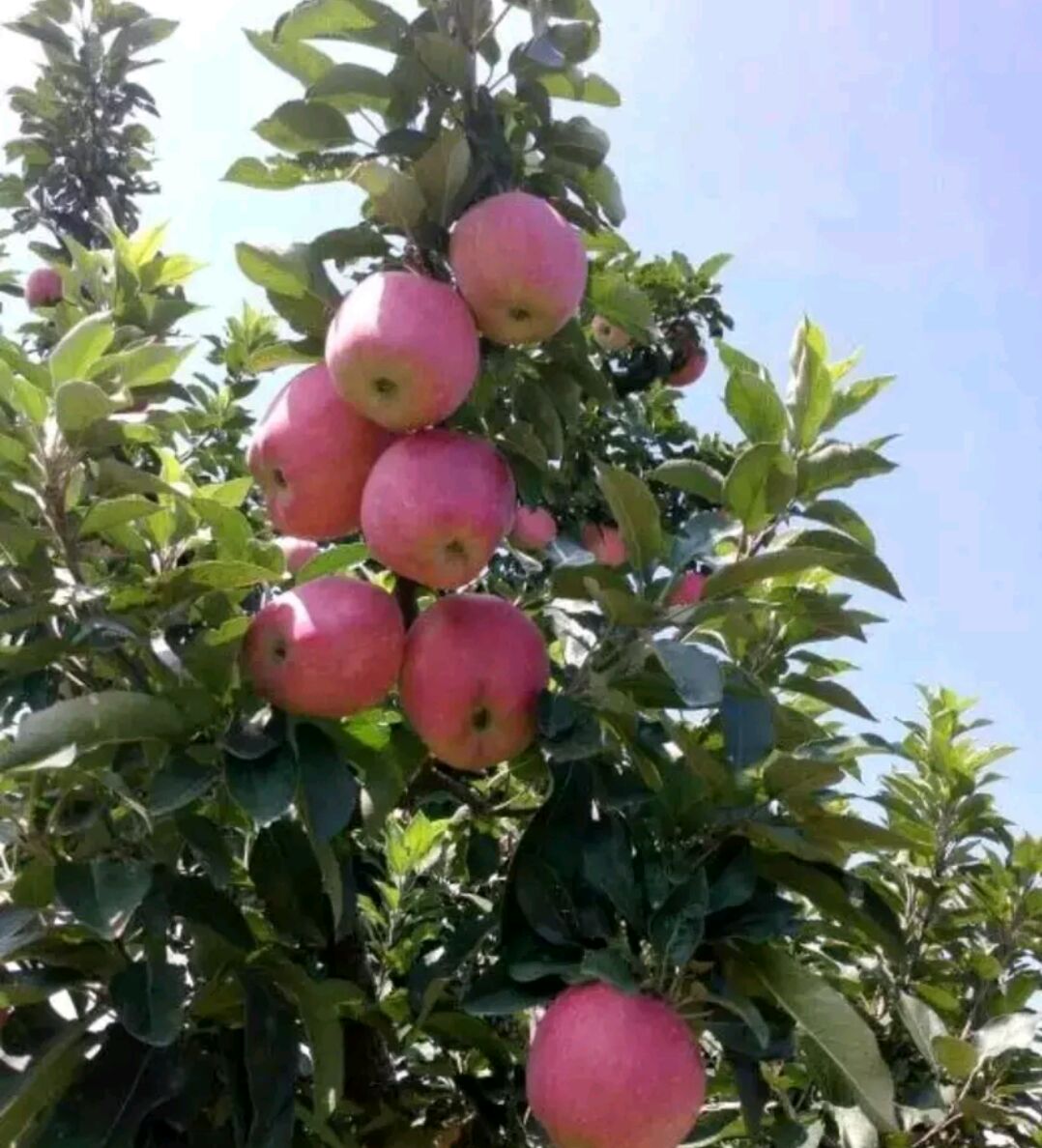 山西晋中市祁县红星苹果最新产地行情趋势|产