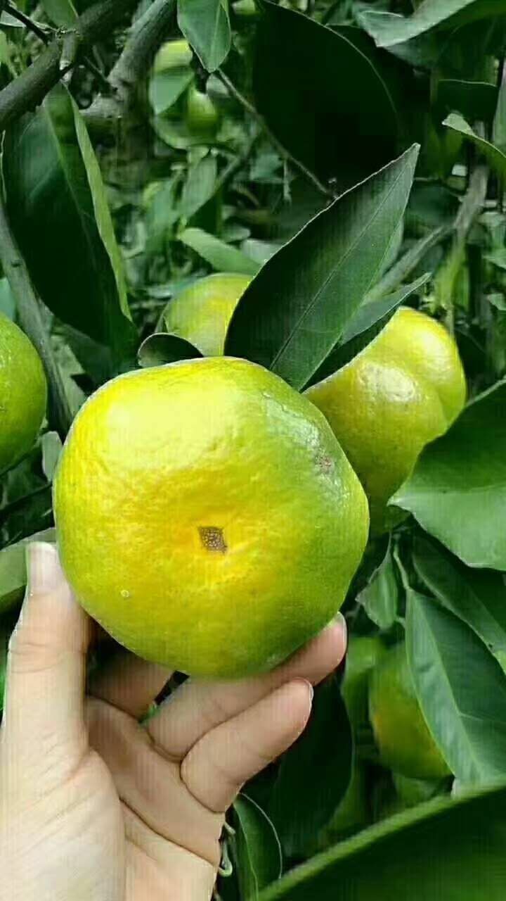 云南玉溪市华宁县特早蜜桔最新产地行情趋势|