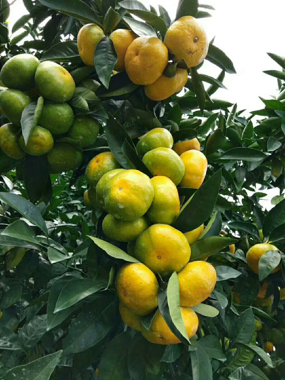 云南玉溪市华宁县特早蜜桔最新产地行情趋势|