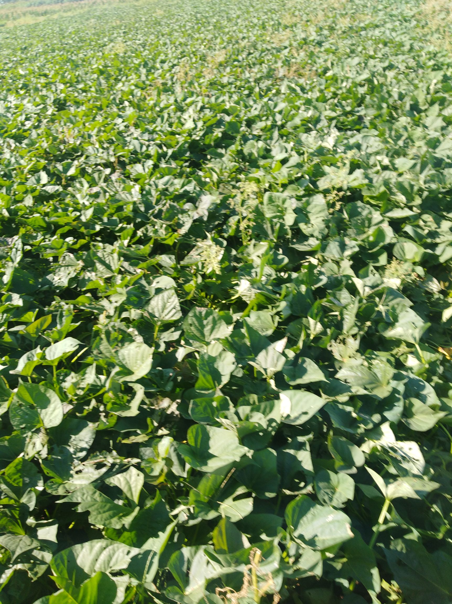 山东青岛市即墨市西瓜红最新产地行情趋势|产