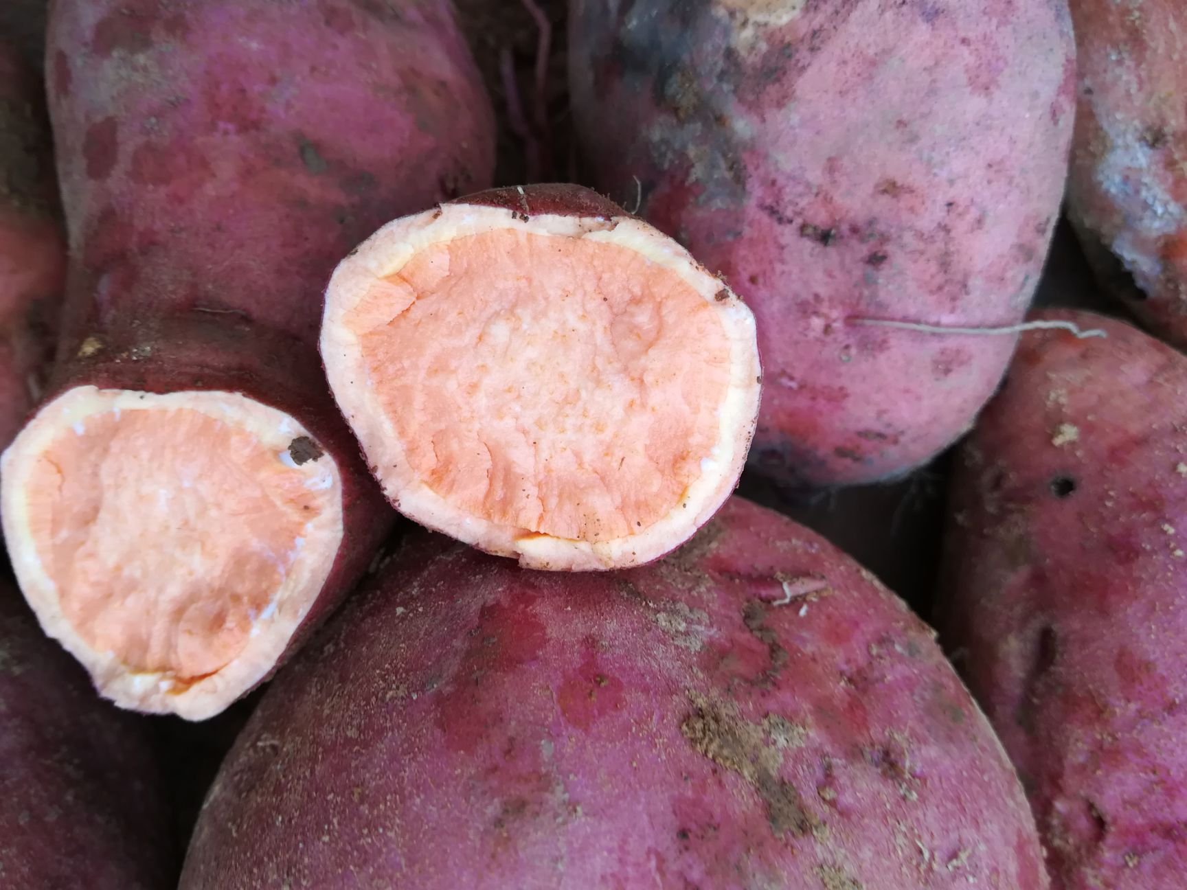 山东青岛市即墨市西瓜红最新产地行情趋势|产