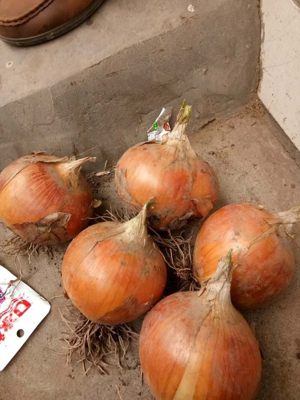 黄皮洋葱