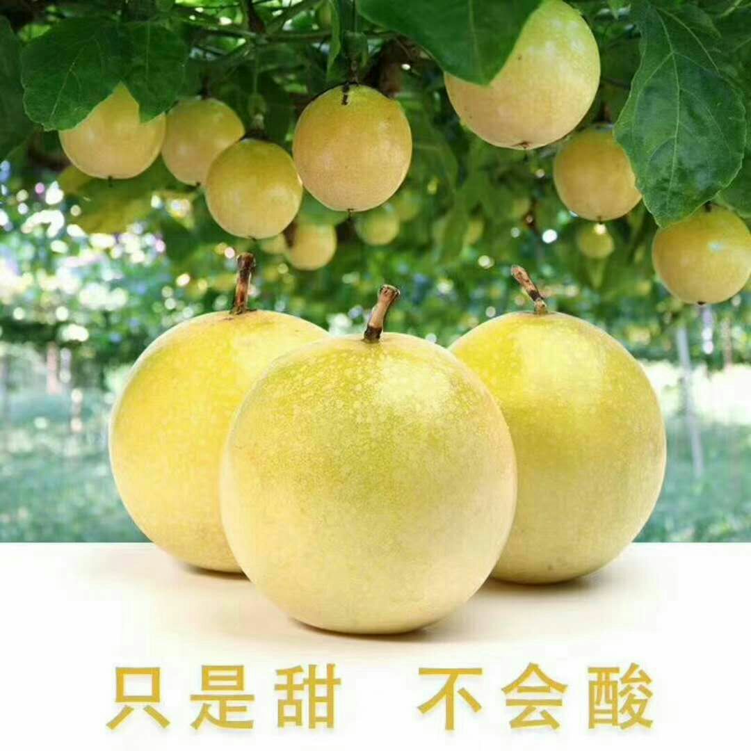 黄金百香果 80 - 90克