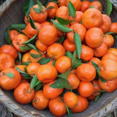 红桔 7.5 - 8cm 2 - 3两