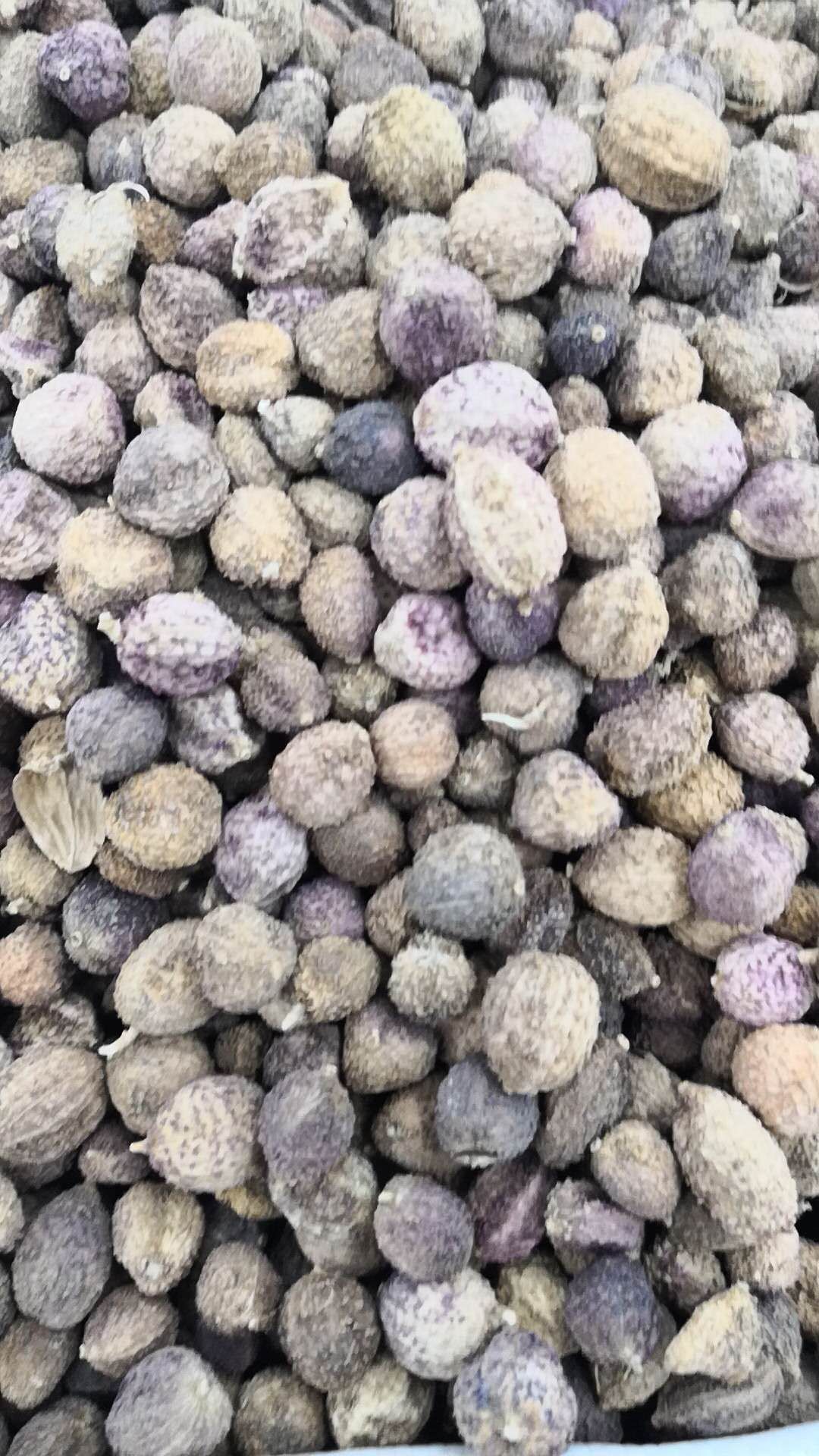 【砂仁批发】砂仁价格240元\/斤 1斤起批