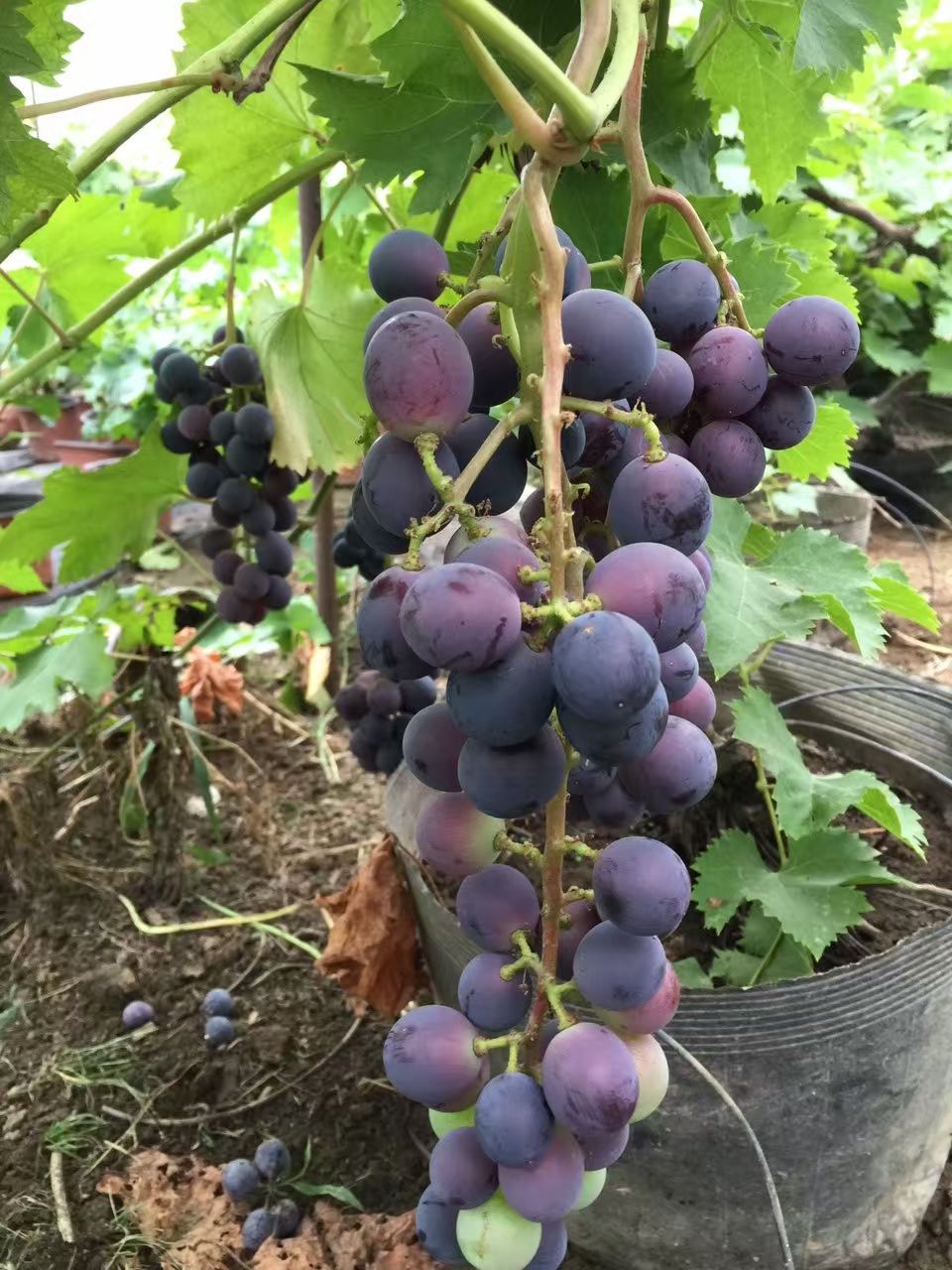 山东果树盆景批发_山东果树盆景供应_山东果