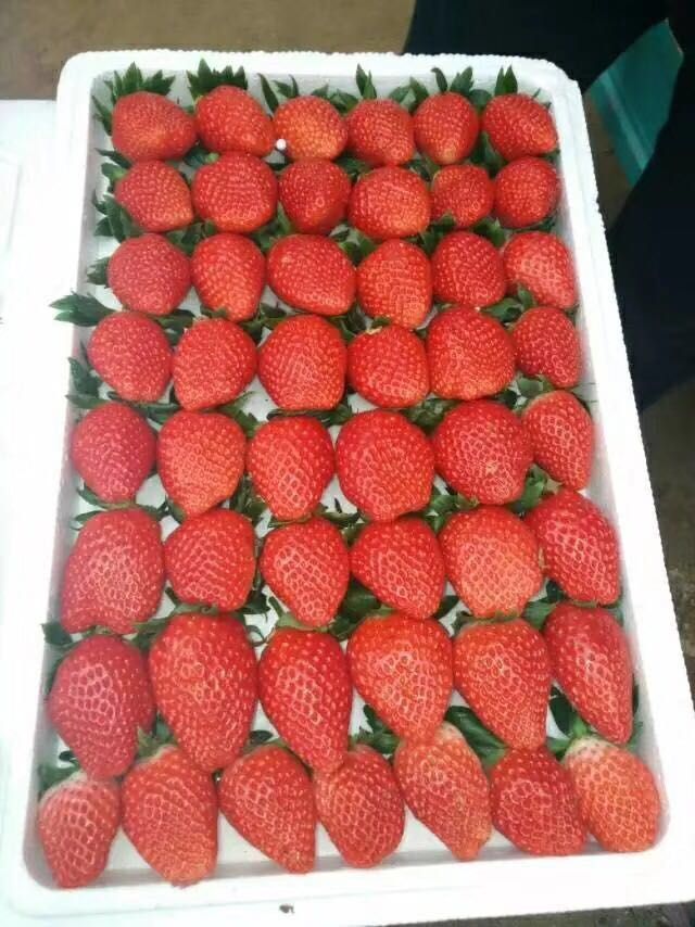 广西壮族自治区钦州市灵山县甜查理草莓苗最新