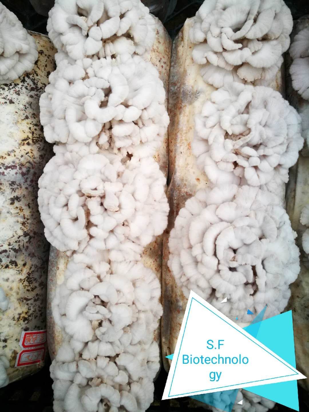 白菌 人工种植 鲜货