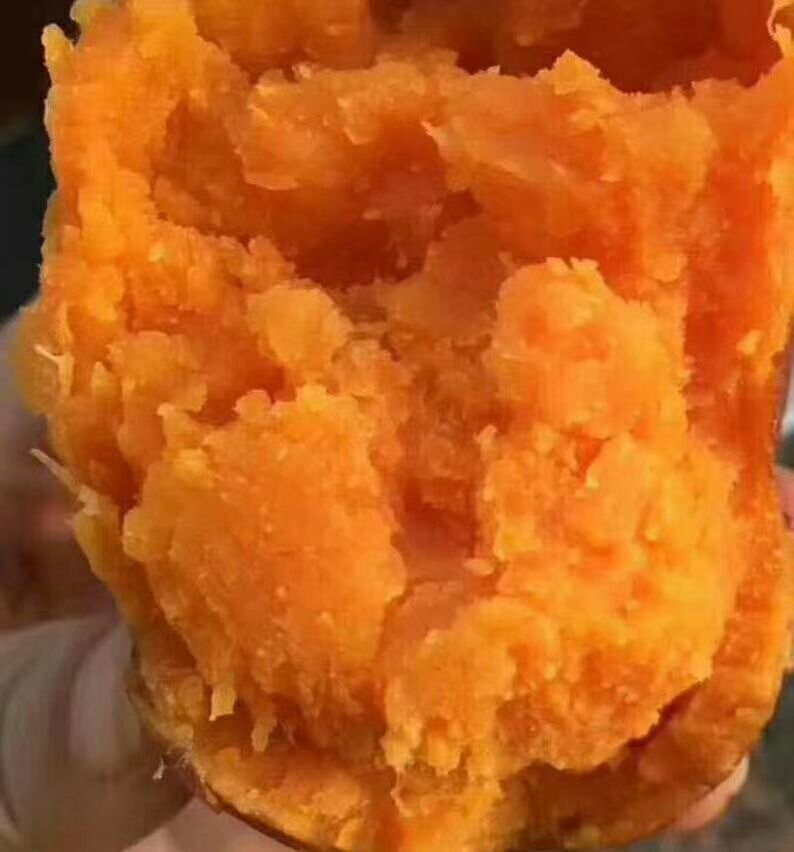 山东青岛市莱西市西瓜红红薯最新产地行情趋势