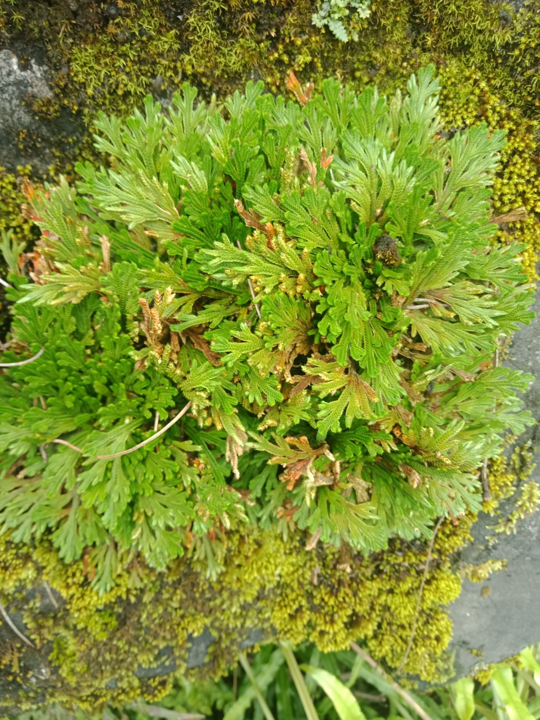 卷柏 九死还魂草