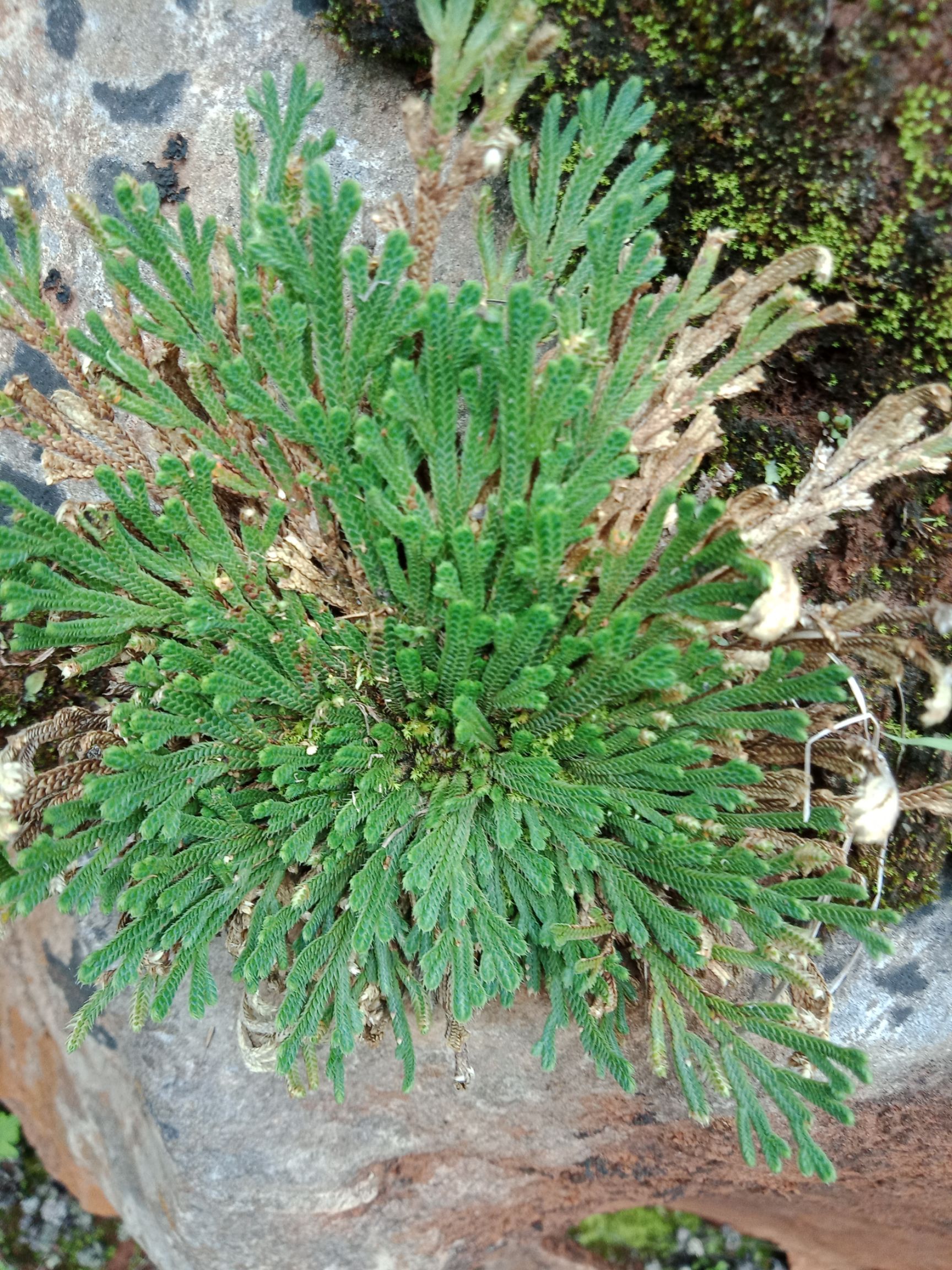 卷柏 九死还魂草