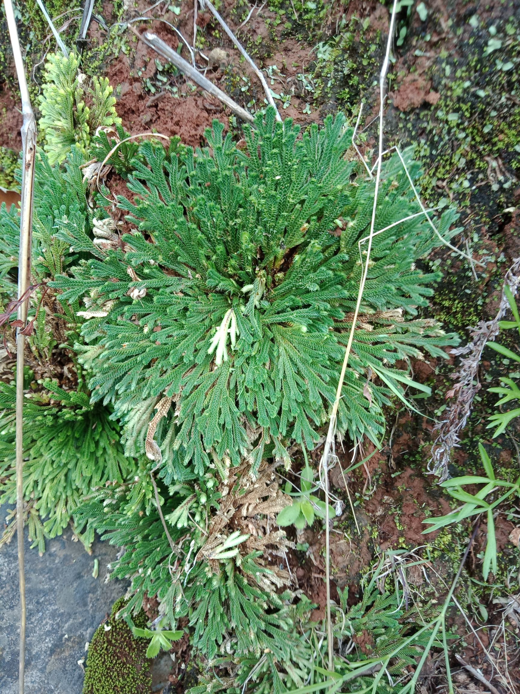卷柏 九死还魂草