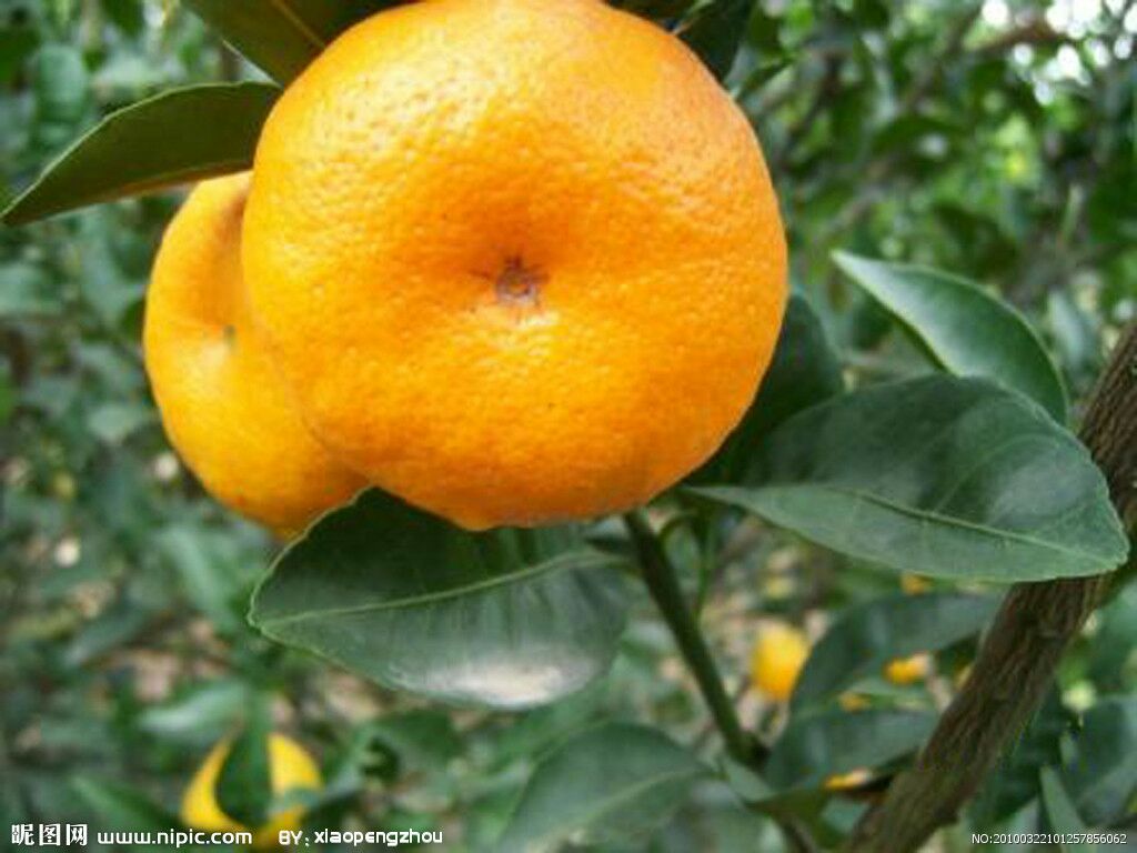 富硒柑橘 6 - 6.5cm 1.5 - 2两