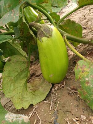 茄子价格_茄子行情走势_茄子批发价格查询