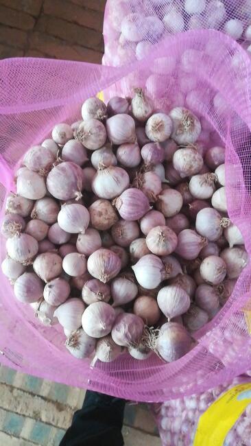 紫皮独头蒜 混级统货 独头