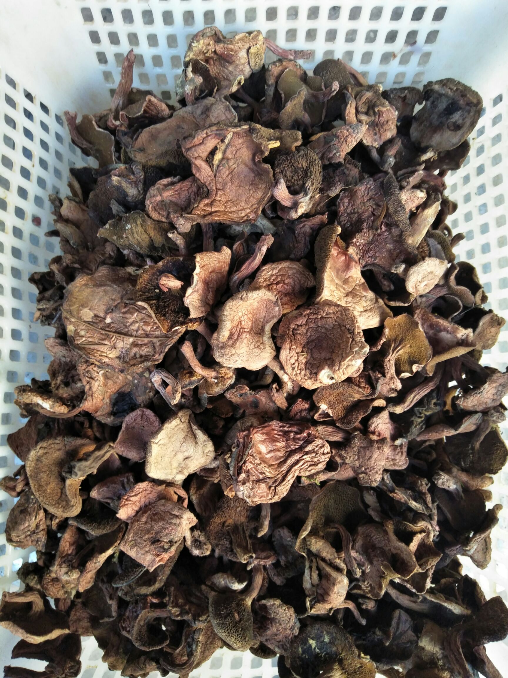 干黄牛肝菌 箱装 1年