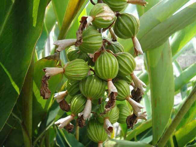 【砂仁批发】砂仁价格2元\/斤 1斤起批