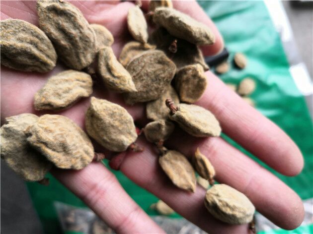 碧桃干中药