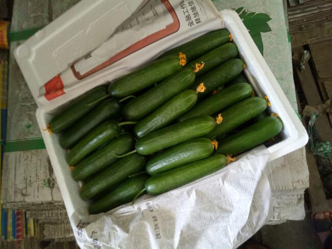 荷兰小黄瓜 18cm以下 鲜花带刺