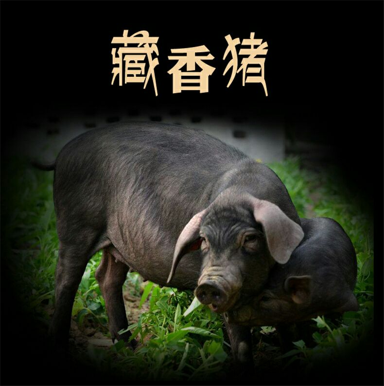 藏香猪 60斤以上