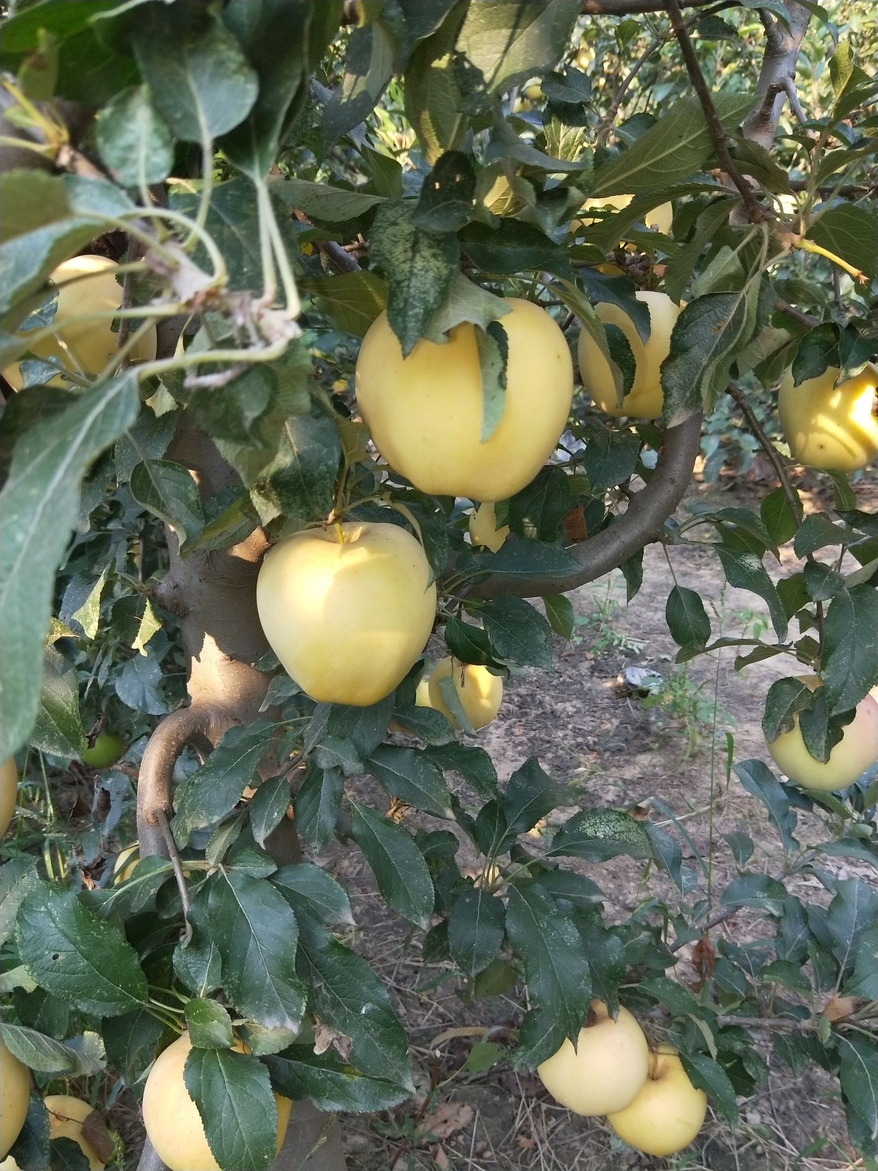 山东聊城市东昌府区黄香蕉苹果最新产地行情趋