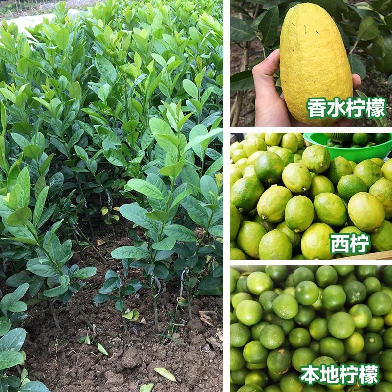 香水柠檬苗